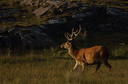 Red Deer