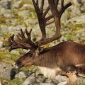 Wild Reindeer Buck