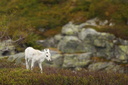 Wild Reindeer Calf