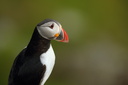 Atlantic Puffin
