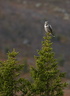 Northern Hawk-Owl
