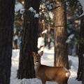 Young Roe Deer Buck