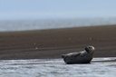 Harbour Seal