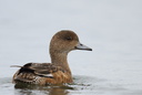 Eurasian Wigeon