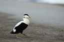 Common Eider