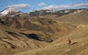 Bighorn Sheep