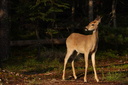 White-tailed deer