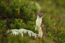 Short-tailed Wease