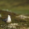 Long-tailed jaeger 