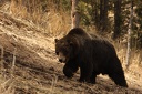Grizzly
