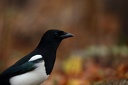 Magpie