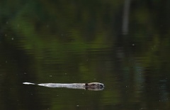 Eurasian beaver