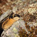 Norwegian Lemming