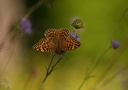 Silver-washed fritillary