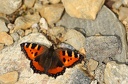 Small tortoiseshell