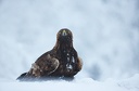 Golden Eagle