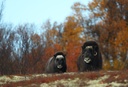 Musk Ox