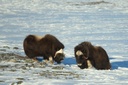Musk Ox