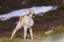 Wild Reindeer