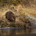 Eurasian Beaver 