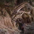 Eurasian Beaver 