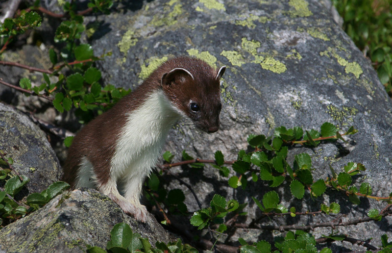  Short-tailed Weasel