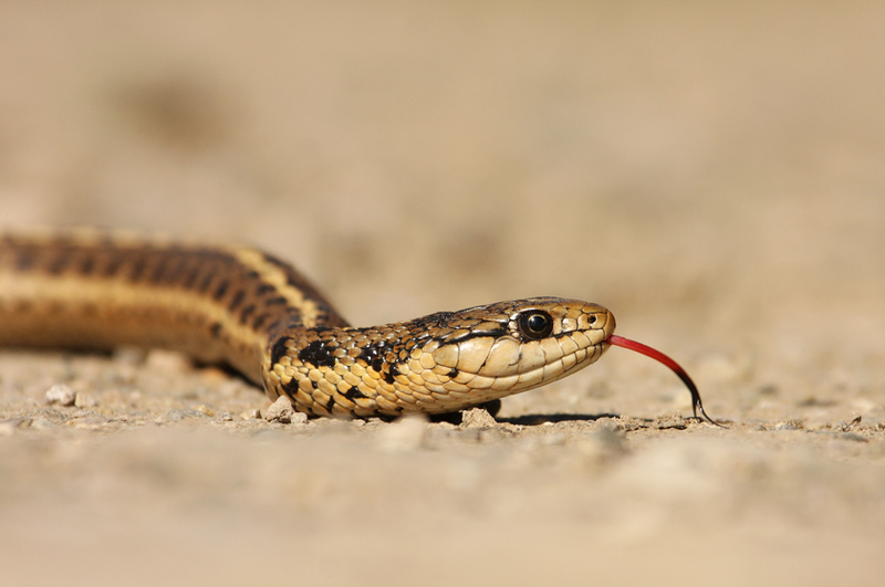 Garter Snake.jpg
