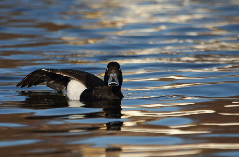  Tufted Duck, Male