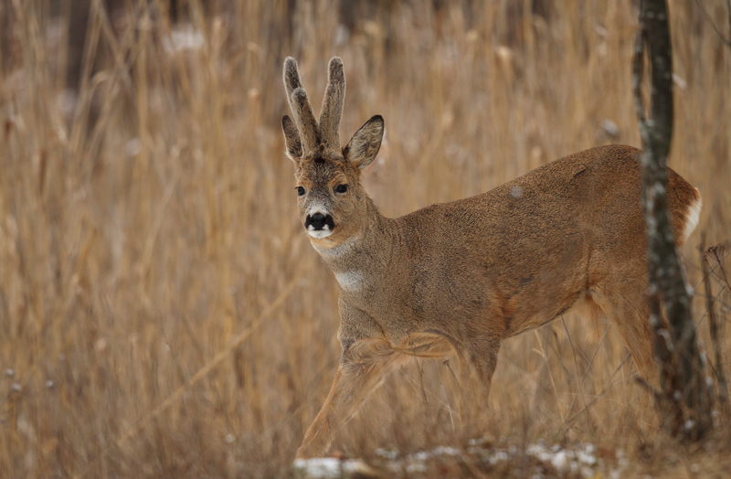 Large Roe Deer buck