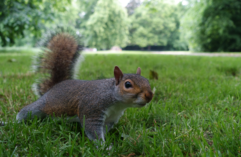 greysquirrel4.jpg