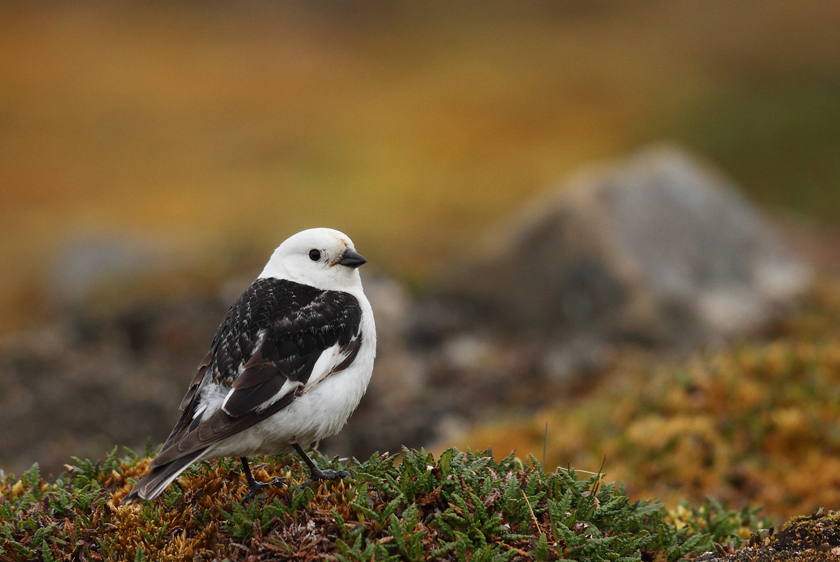 Snow Bunting (male)