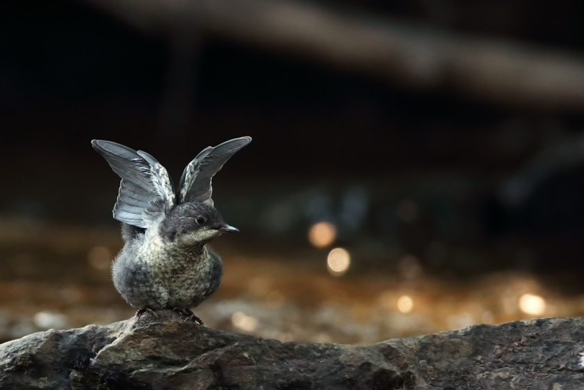 White-throated Dipper (juvenile)