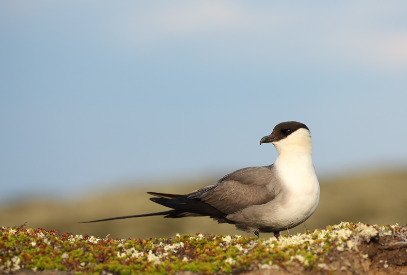 Long-tailed jaeger 